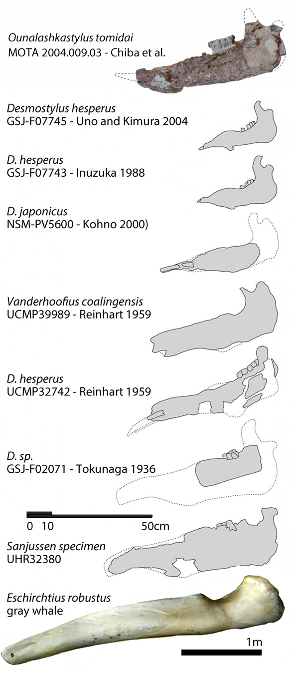 Desmostylian mandibles leading to Eschrichtius